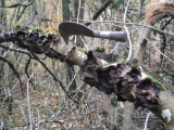 BA-04 Es met  woekeringen-p