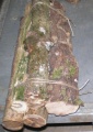 DE-24 Bundel 40cm stammetjes mix-P
