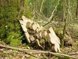 Home_Boomschijven